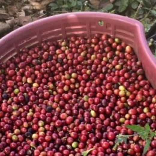 This week in the Peace Corps: A grassroots look inside your morning cup of joe