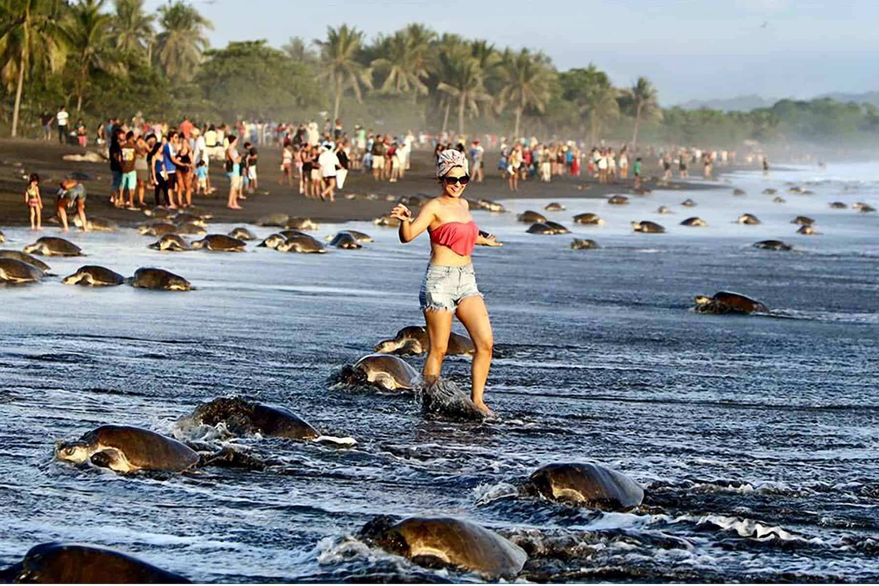 Mob Of Tourists At Costa Rica S Ostional Beach Prevents Sea Turtles 5 Returned To The Ocean Without Laying A Single Egg Due Large Number Of Tourists On Beach Via Sitraminae