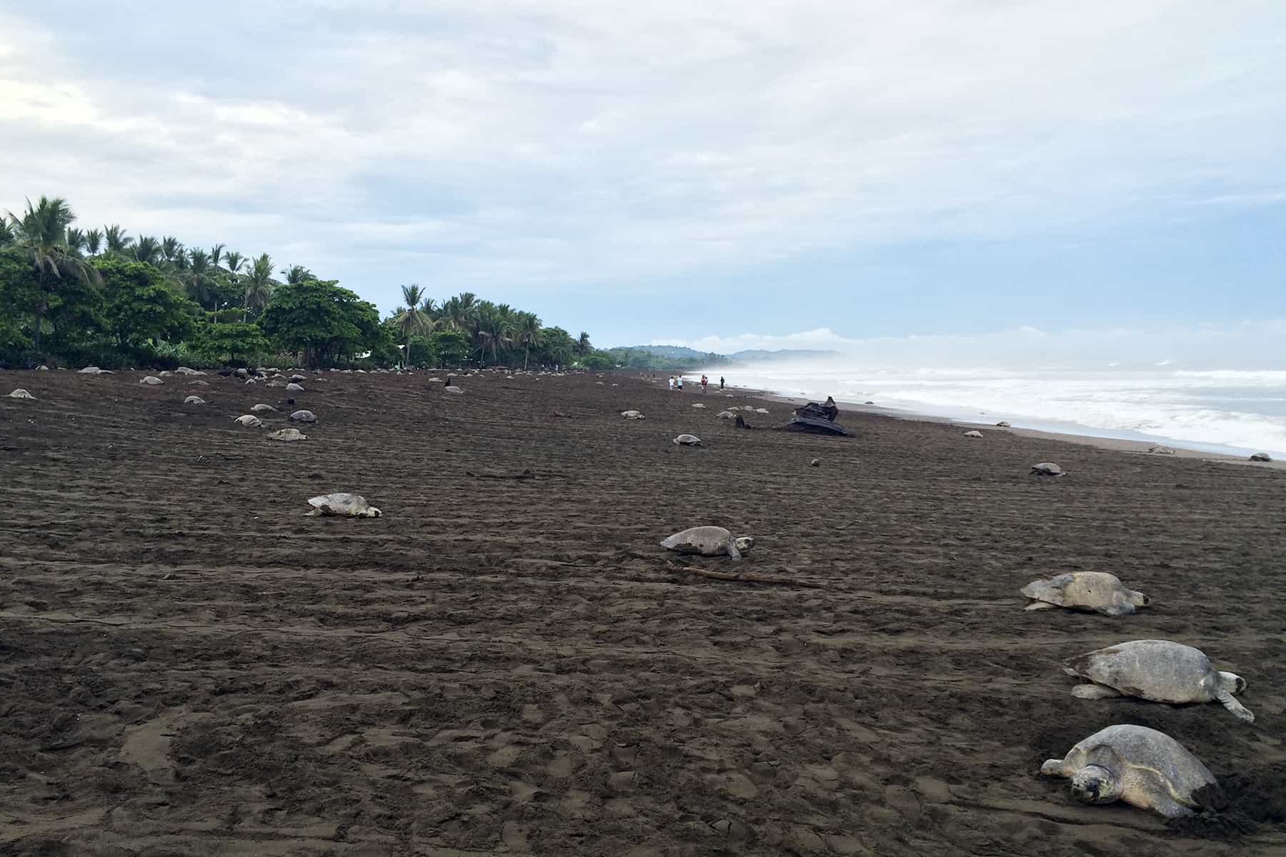 New Turtles Arrive At Costa Rica S Ostional Beach Testing Efforts Olive Ridley Sea Turtles Find Mostly Empty E At Costa Rica S Ostional Beach In Guanacaste Province On Wednesday Sept 23 Courtesy Of Sinac
