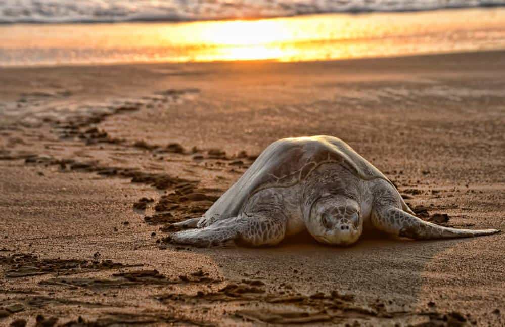 Costa Rica And Sea Shepherd At Odds Again Over Failed Turtle Sea Shepherd Costa Rica