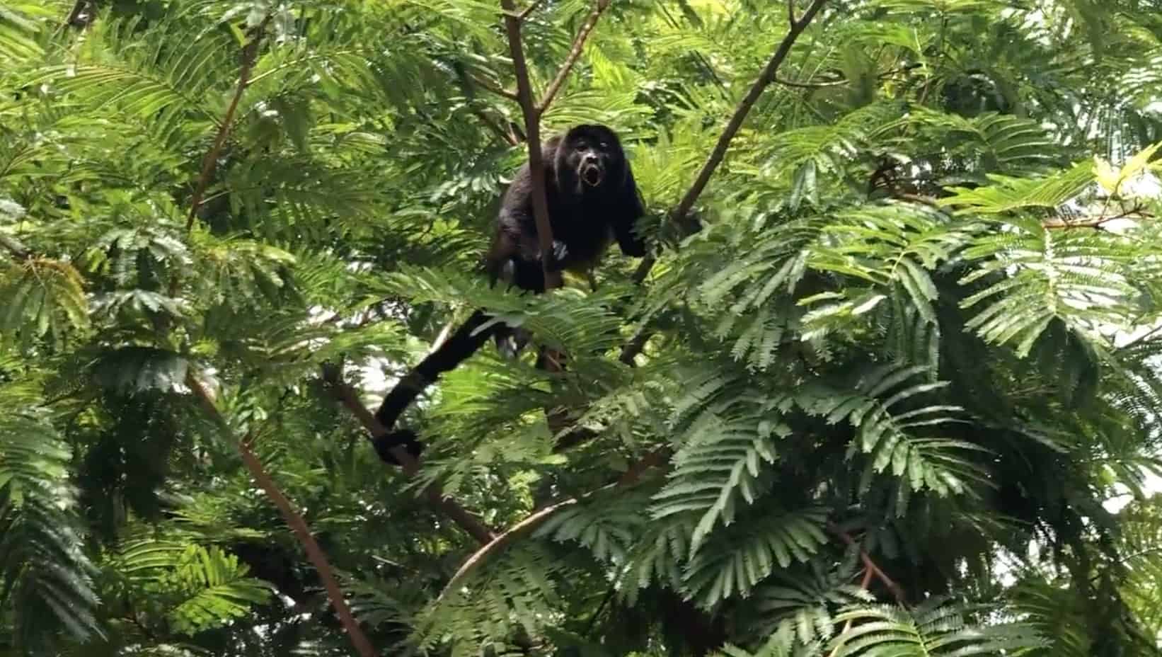 Howler monkey in Potrero, Guanacaste, Costa Rica.